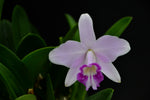 Carica l'immagine nel visualizzatore Galleria, Laelia sincorana x alaori
