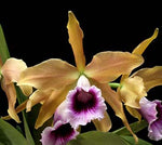 Load image into Gallery viewer, Dark Laelia