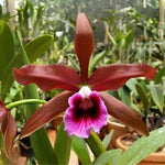 Load image into Gallery viewer, Cattleya (syn. Laelia) tenebrosa f. rubra - Br Orquidea