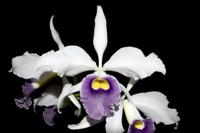 Laelia purpurata Werkhäuseri x Cattleya warneri coerulea