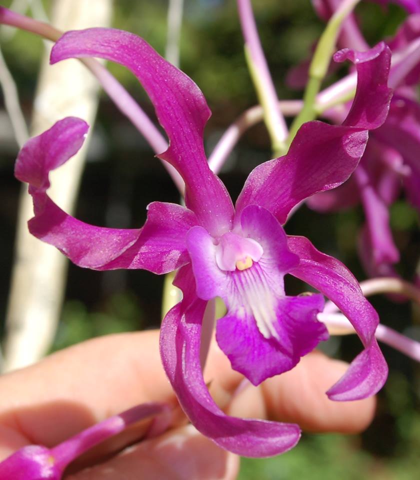 Laelianthe Tandaleyo (Guarianthe bowringiana × Laelia undulata)