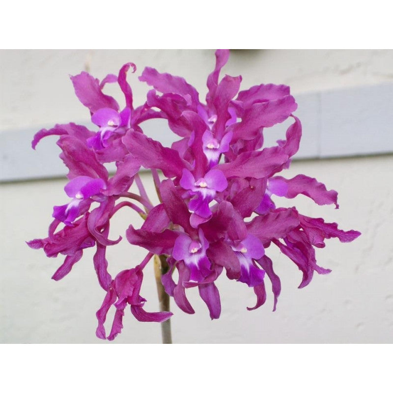 Laelianthe Tandaleyo (Guarianthe bowringiana × Laelia undulata)