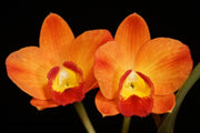 Laeliocatanthe Orange Fantasy