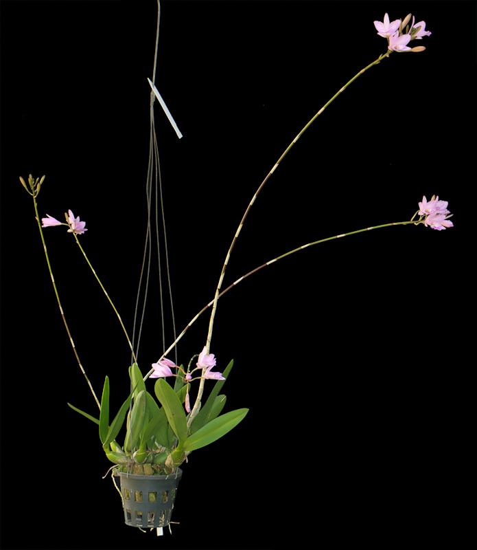 Laelonia Joice Hylton (Laelia rubescens x Broughtonia negrilensis)