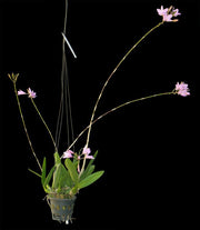 Laelonia Joice Hylton (Laelia rubescens x Broughtonia negrilensis)