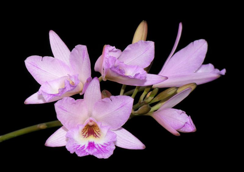 Laelonia Joice Hylton (Laelia rubescens x Broughtonia negrilensis)