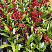 Howeara Lava Burst 'Puanani'