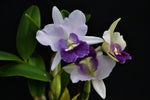 Carica l'immagine nel visualizzatore Galleria, Laeliocattleya Final Blue (Ctt. Blue Dynasty × Cattleya walkeriana)