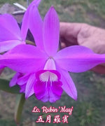Carica l'immagine nel visualizzatore Galleria, Cattleya Rubin 'May' (sincorana x purpurata)