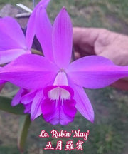 Cattleya Rubin 'May' (sincorana x purpurata)