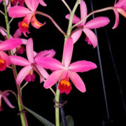 Cattleya violacea var semi alba x Brassavola Little Stars