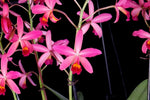 Carica l'immagine nel visualizzatore Galleria, Cattlianthe Amaroo (Guarianthe bowringiana × Cattleya milleri)