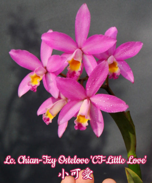 Laeliocattleya Chian-Tzy Ostelove 'CT-Little Love' 