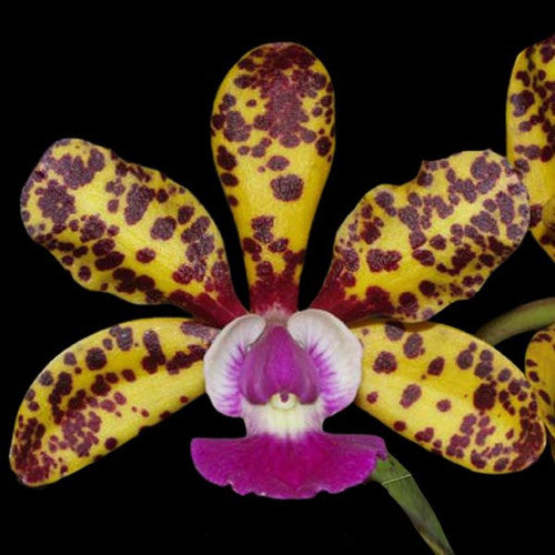 Cattleya Jungle Eyes (C. Jungle Elf × C. aclandiae)