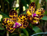 Carica l&#39;immagine nel visualizzatore Galleria, Cattleya Jungle Eyes (C. Jungle Elf × C. aclandiae)
