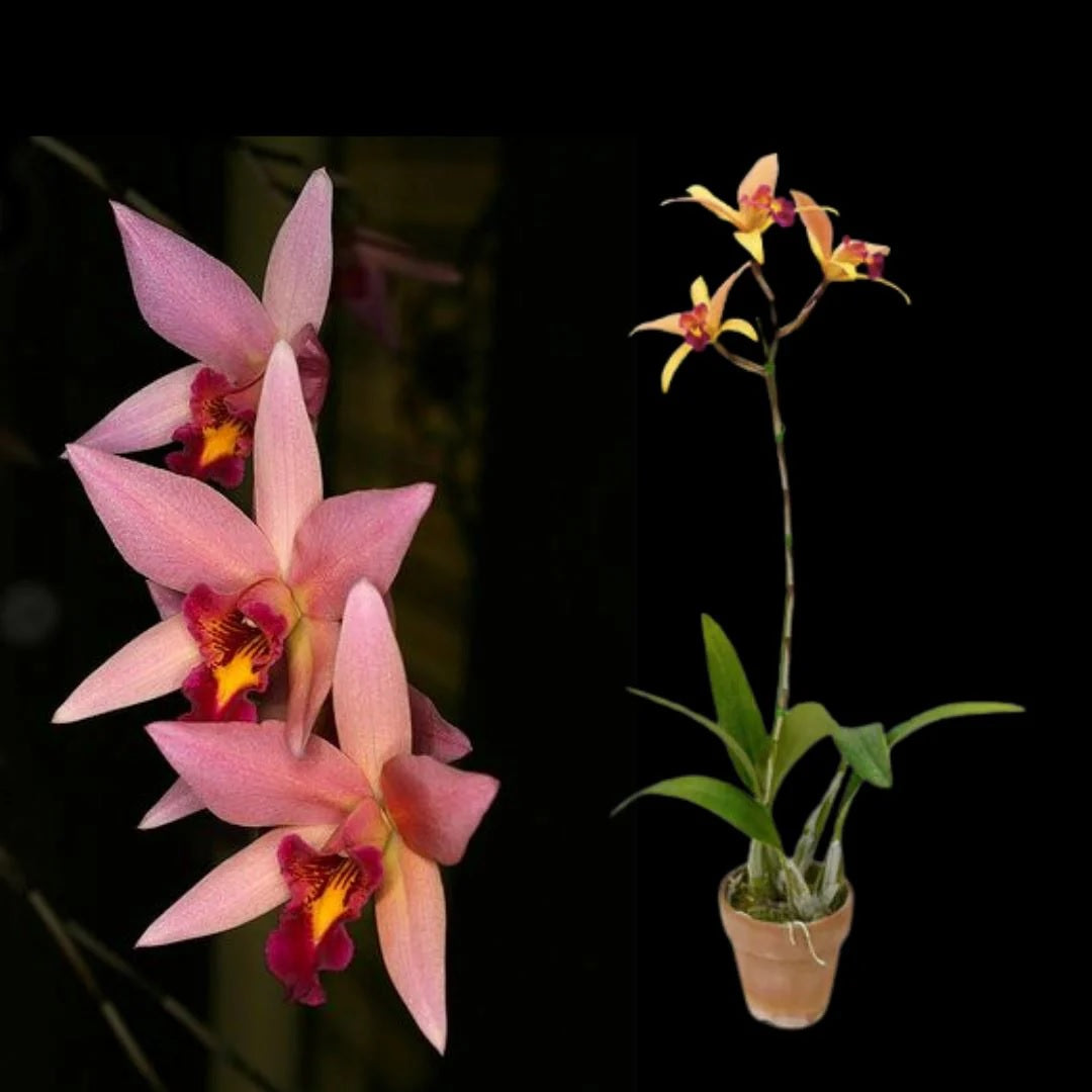 Laeliocattleya Santa Barbara Sunset 'Showtime' HCC/AOS (L. anceps x C. Ancibarina)