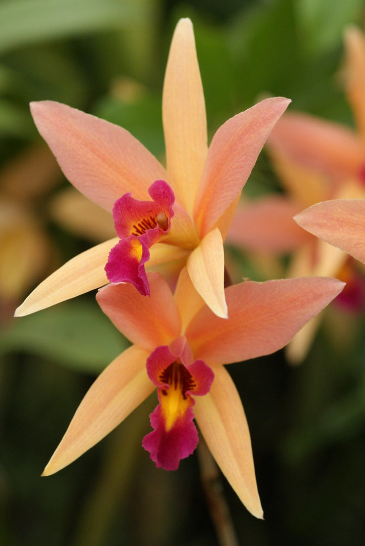 Laeliocattleya Santa Barbara Sunset 'Showtime' HCC/AOS (L. anceps x C. Ancibarina)