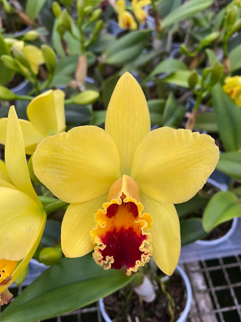 Lc. Tokyo Magic x Pot. Little Toshie