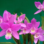 Carica l'immagine nel visualizzatore Galleria, Laeliocattleya ‘CT-Kermes Beauty’