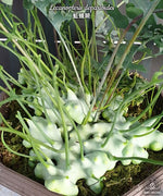 Carica l&#39;immagine nel visualizzatore Galleria, Lecanopteris deparioides
