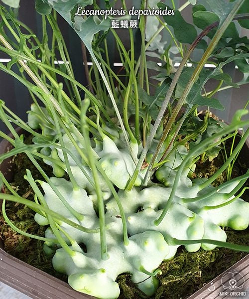 Lecanopteris deparioides