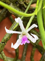 Leptotes bohnkiana