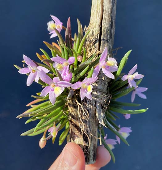 Leptotes harryphillipsii
