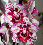 Carica l'immagine nel visualizzatore Galleria, Phalaenopsis Lianher Happy Pearl - Peloric