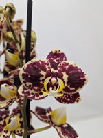 Carica l&#39;immagine nel visualizzatore Galleria, Phalaenopsis Jaguar

