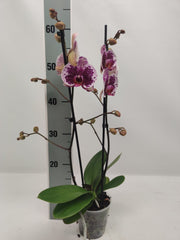 Phalaenopsis Sprinkle