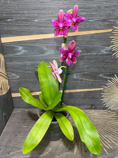 Phalaenopsis Sweet Memory "Liodoro" Peloric - 2 eyes