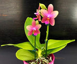 Load image into Gallery viewer, Phalaenopsis Sweet Memory "Liodoro"