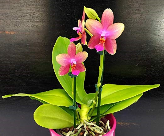 Phalaenopsis Sweet Memory "Liodoro"