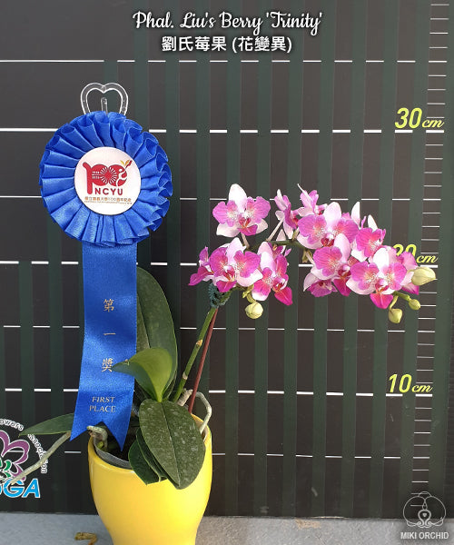Phalaenopsis Liu's Berry 'Trinity'