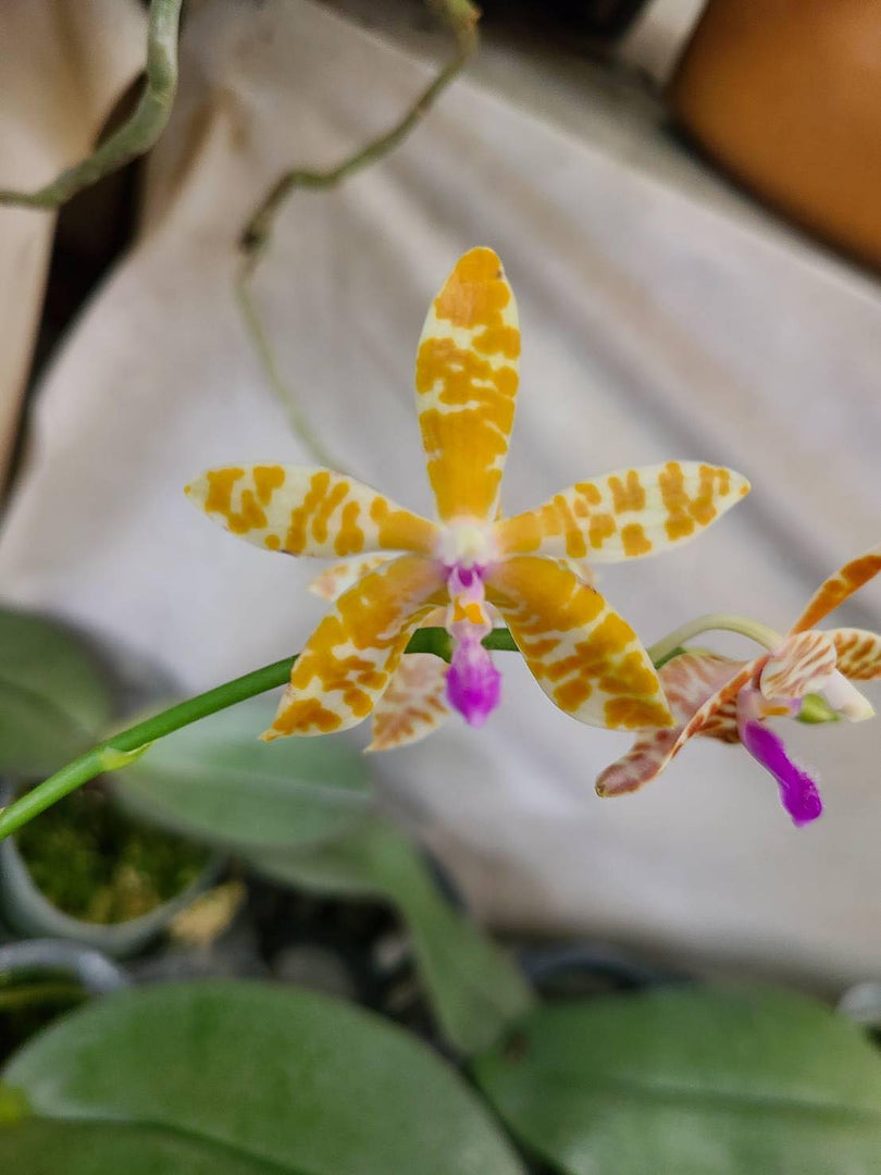 Phalaenopsis Lovely Marie f. flava (Phal. mariae x bastanii flava)