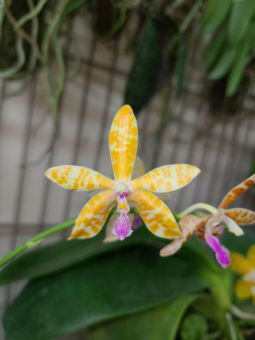Phalaenopsis Lovely Marie f. flava (Phal. mariae x bastanii flava)