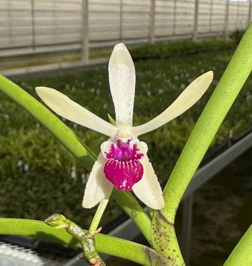 Vanda (Neofinetia) falcata x Luisia thailandica