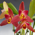 Carica l'immagine nel visualizzatore Galleria, Lycaste Red Jewel