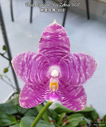 Carica l'immagine nel visualizzatore Galleria, Phalaenopsis Lyndon Mix Zebra '868'