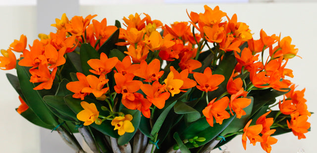 Potinara Shinfong Little Sun "Young Min Golden Boy"