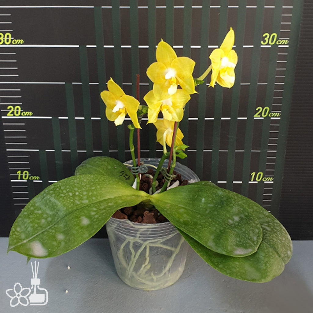 Phalaenopsis Joy Spring Canary 'Joy'