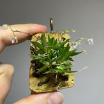 Carica l&#39;immagine nel visualizzatore Galleria, Macroclinium chasei
