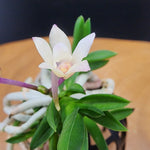 Carica l'immagine nel visualizzatore Galleria, Neofinetia falcata 'Maehong' 매홍 魅紅