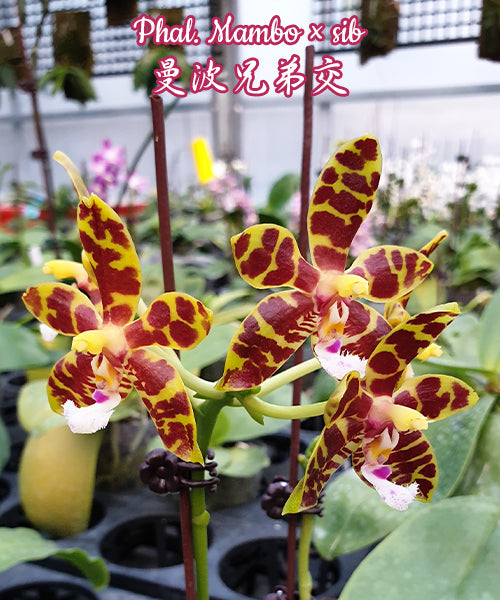 Phalaenopsis Mambo (Phal. amboinensis x mannii)