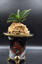 Carica l'immagine nel visualizzatore Galleria, Neofinetia falcata 'Mameba' 豆葉