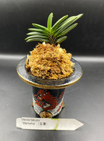 Carica l'immagine nel visualizzatore Galleria, Neofinetia falcata 'Mameba' 豆葉