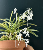 Carica l'immagine nel visualizzatore Galleria, Neofinetia falcata 'Matsushimanishiki’ 松島錦