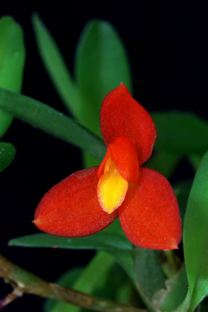 Maxillaria sophronitis
