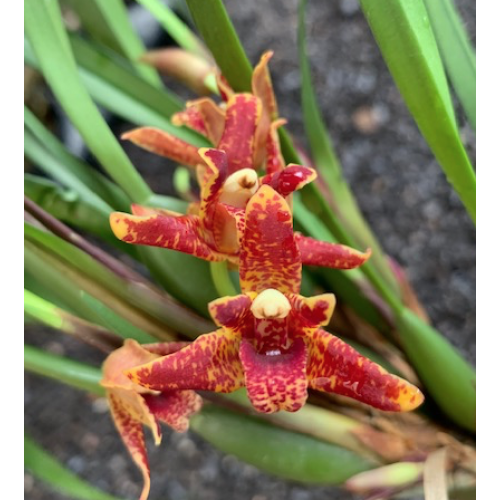 Maxillaria tenuifolia x sanguinea