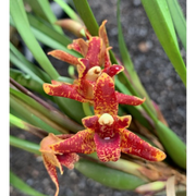 Maxillaria tenuifolia x sanguinea